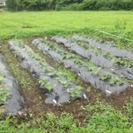 富士宮高校会議所プレゼンツ「マスマス元肥(げんぴ)を使って、耕作放棄地をよみがえらせよう。」プロジェクト経過報告です。